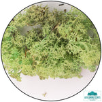 Lichen - Mint Green (20g)